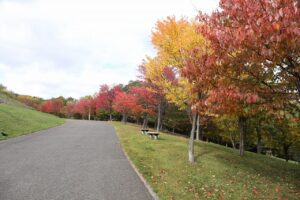 旭山の紅葉2025年10月21日8新桜並木東側から