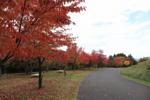 旭山の紅葉2025年10月21日8新桜並木西側から