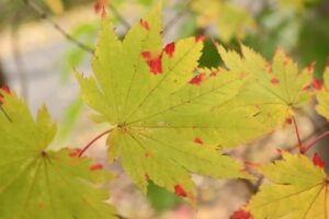 旭山の紅葉2025年10月21日11ハウチワカエデのしもやけ