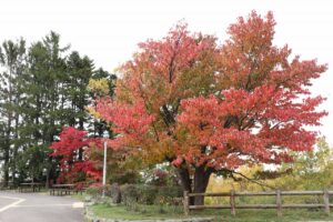 旭山の紅葉2025年10月21日14展望台一本桜展望台から