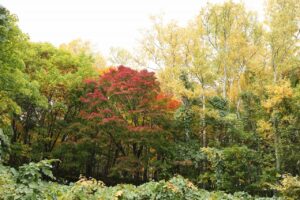 旭山の紅葉2025年10月21日4旭山でいちばんきれいに色づくヤマモミジ