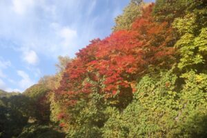 旭山の紅葉2025年10月25日3第1駐車場入口のヤマモミジ駐車場内側から