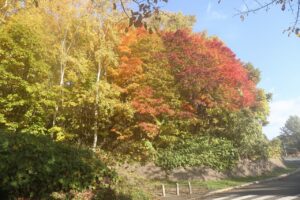 旭山の紅葉2025年10月25日2第1駐車場入口のヤマモミジ道路側から