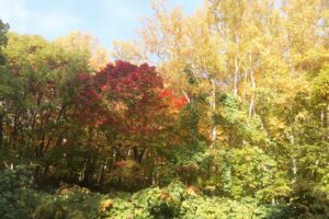 旭山の紅葉2025年10月25日1旭山でいちばんきれいに色づくヤマモミジ