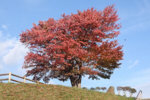 旭山の紅葉2025年10月25日4展望台一本桜