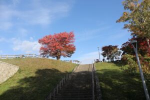 旭山の紅葉2025年10月25日5展望台一本桜と展望台階段
