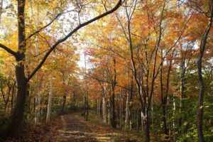 旭山の紅葉2025年10月25日10記念樹の森