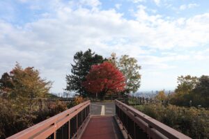 旭山の紅葉2025年10月25日6展望台一本桜アーチ橋から
