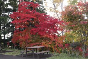 旭山の紅葉2025年10月26日7展望台のハウチワカエデ