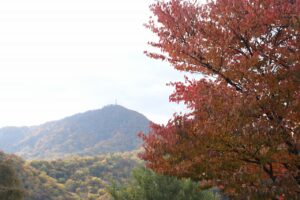 旭山の紅葉2025年10月25日17展望台一本桜と藻岩山