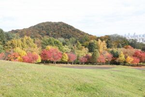旭山の紅葉2025年10月25日12新桜並木と円山