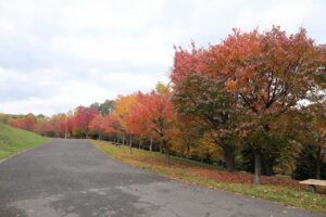 旭山の紅葉2025年10月25日14新桜並木東側から