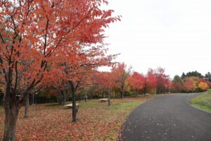 旭山の紅葉2025年10月25日15新桜並木西側から