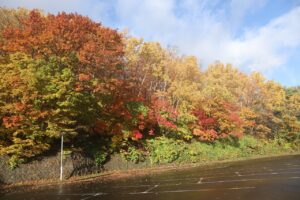 旭山の紅葉2025年10月27日3第1駐車場西側斜面