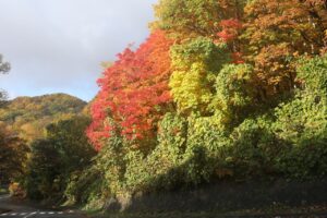 旭山の紅葉2025年10月27日4第1駐車場入口のヤマモミジ