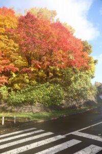 旭山の紅葉2025年10月27日6第1駐車場入口のヤマモミジ