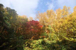 旭山の紅葉2025年10月27日7旭山でいちばんきれいに色づくヤマモミジ
