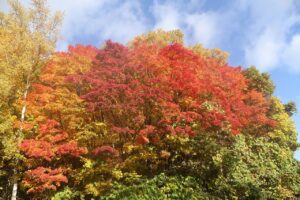 旭山の紅葉2025年10月27日5第1駐車場入口のヤマモミジアップ