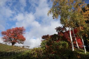 旭山の紅葉2025年10月27日8展望台一本桜