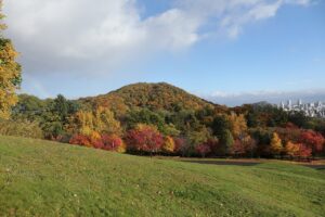 旭山の紅葉2025年10月27日2新桜並木と円山と虹