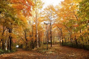 旭山の紅葉2025年10月27日17森の家坂と記念樹の森