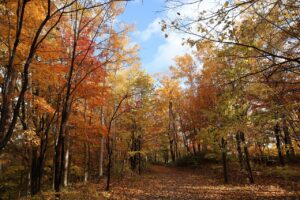 旭山の紅葉2025年10月27日18記念樹の森南側から