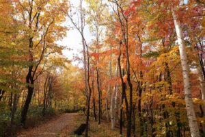 旭山の紅葉2025年10月27日19記念樹の森北側から