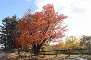旭山の紅葉2025年10月27日9展望台一本桜