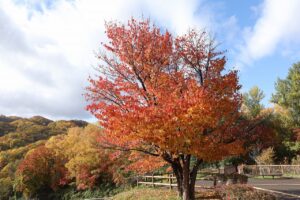 旭山の紅葉2025年10月27日9展望台一本桜