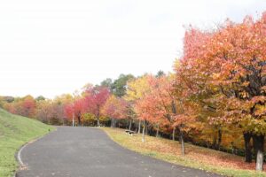 旭山の紅葉2025年10月27日13新桜並木