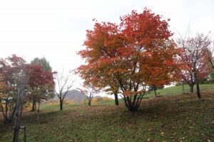 旭山の紅葉2025年10月27日14新桜並木のハウチワカエデ