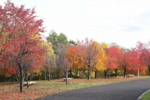 旭山の紅葉2025年10月27日15新桜並木西側から