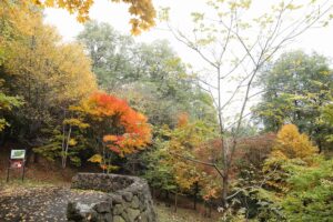 旭山の紅葉2025年10月27日16巨木の谷石垣とオニグルミ