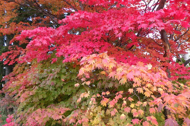 2025年10月23日紅葉の状況（展望台のハウチワカエデのアップ）