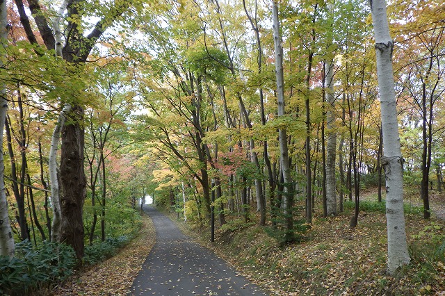 2025年10月23日紅葉の状況(森の家坂)