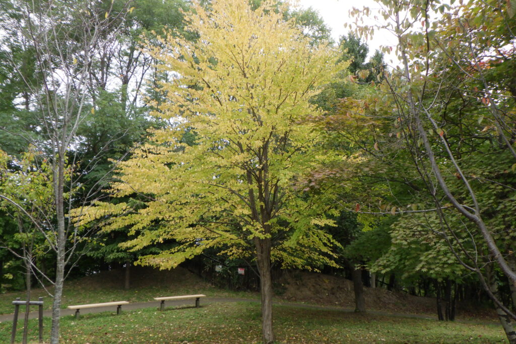 2025年10月12日紅葉の状況（新桜並木カツラ）