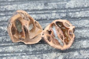 オニグルミ2025年10月12日ハシボソガラスが割って食べた跡