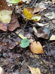 都市環境林植物調査