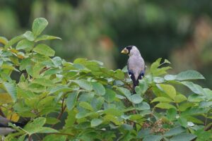 イカル2025年10月6日