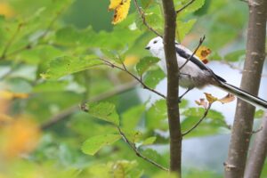 シマエナガ2025年10月6日