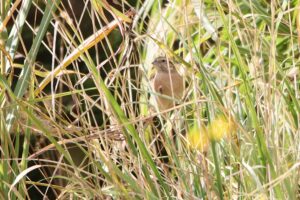 ホオジロ2025年10月20日