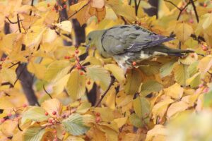 アオバト雌2025年10月26日1アズキナシの実を食べる