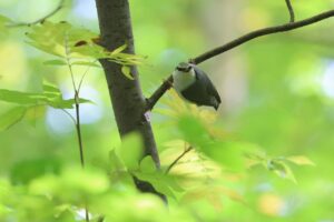 ゴジュウカラ2025年10月26日