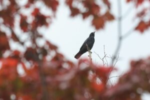 ハシボソガラス2025年10月20日