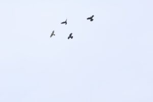 オオタカ2025年10月12日ハシブトガラス3羽に追われる