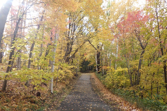 2025年10月29日紅葉の状況 (森の家坂)