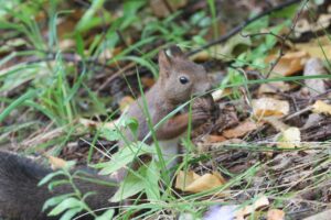 エゾリス2025年10月12日