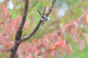 旭山の紅葉2025年10月13日1シマエナガと桜の紅葉