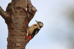 アカゲラ雄2025年10月26日