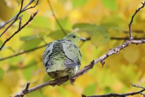 アオバト雌2025年10月26日2後ろ姿